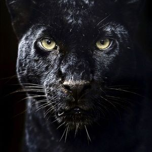 Meet your Posher, Xavier